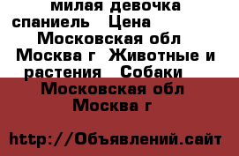 милая девочка спаниель › Цена ­ 10 000 - Московская обл., Москва г. Животные и растения » Собаки   . Московская обл.,Москва г.